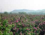 平阴城市风光