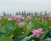 莲花城市风光