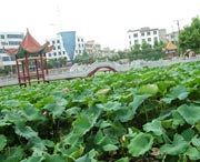 嘉禾城市风光