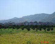 美姑城市风光
