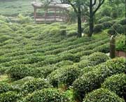 名山城市风光