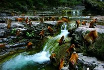 蟒河景区景区图片
