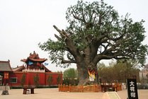 大槐树寻根祭祖园景区图片