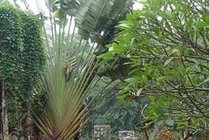 海南热带野生动植物园景区图片